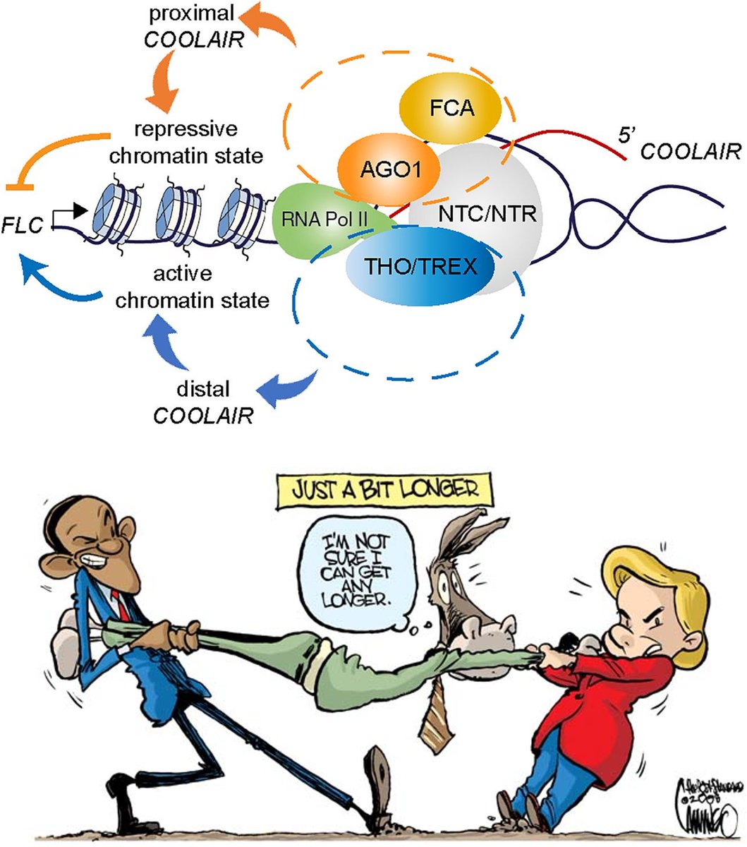 Congyao Xu (@congyaoxu) on Twitter photo Quantitative regulation: A tug of war on length - termination or elongation leads to repression or activation! Check out pnas.org/content/118/47….
<a href="/CarolineDeanLab/">Caroline Dean</a> Quantitative regulation: A tug of war on length - termination or elongation leads to repression or activation! Check out pnas.org/content/118/47….
<a href="/CarolineDeanLab/">Caroline Dean</a>
