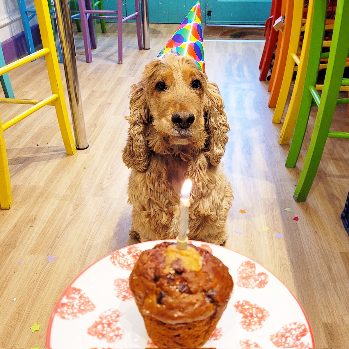 CeramicaEsher's tweet photo. BIRTHDAY BOY!! Our furry Studio Assistant is 6 today &amp; was treated to a @wagsntales 'pupcake' for his breakfast, lucky boy! 🎉🎂🎁🐾#birthdayboy #dogsintheworkplace https://t.co/P0KThHm2uo