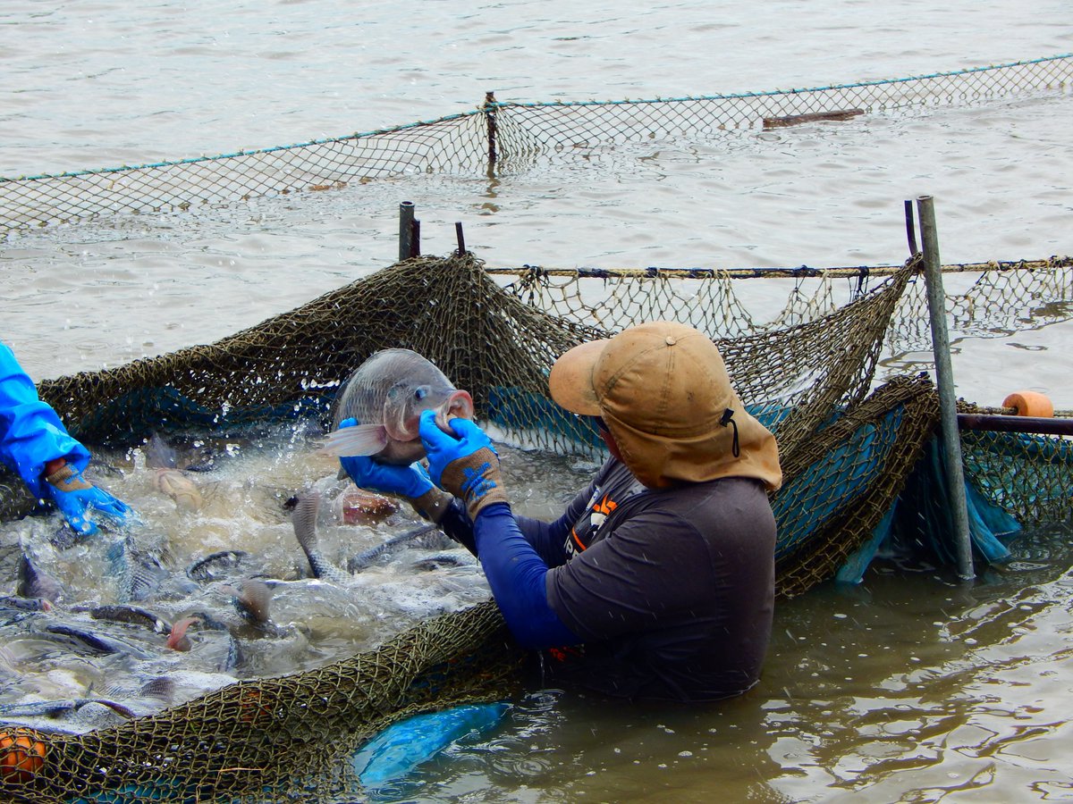 UNCTAD's tweet photo. Consumers worldwide can now easily identify sustainable seafood from Costa Rica 🇨🇷, thanks to the country's new "Pura Vida" label.

The collective mark is the result of a project implemented by @UNCTAD and @UN #DOALOS. https://t.co/aUdOy6OKw9 https://t.co/So0aQFW3BO