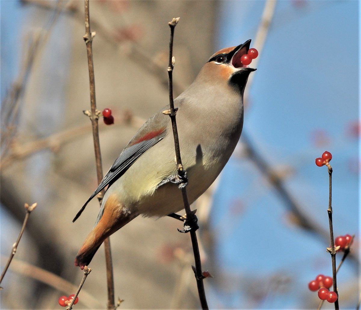 ChineseCurrents's tweet photo. 9 years ago today, I saw a large flock of 太平鸟 [= 'tranquil' birds] in the Beijing Botanical Gardens. Happily, they were too busy eating berries to notice me, and I was able to see they were Japanese Waxwings 小 [small] and not Bohemian Waxwings 大 [big] 太平鸟.
@BirdingBeijing https://t.co/WqxwrTVIsY