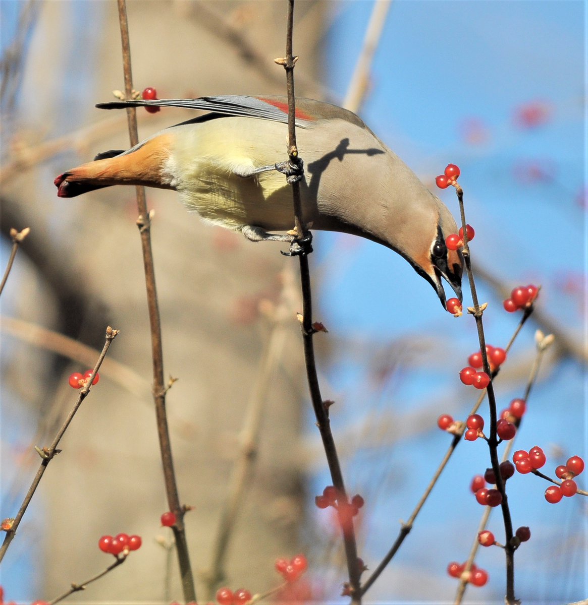 ChineseCurrents's tweet photo. 9 years ago today, I saw a large flock of 太平鸟 [= 'tranquil' birds] in the Beijing Botanical Gardens. Happily, they were too busy eating berries to notice me, and I was able to see they were Japanese Waxwings 小 [small] and not Bohemian Waxwings 大 [big] 太平鸟.
@BirdingBeijing https://t.co/WqxwrTVIsY