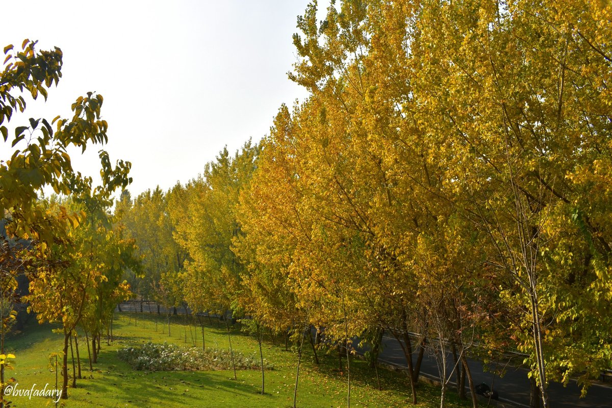 bvafadary's tweet photo. #پاییز به صف...!
@ThePhotoHour #photo @semljnika  #photographer #photography #nature #NaturePhotography  @koliberki #naturelover @David77692706  @NatGeoPhotos @ninscrystal  #Tehranview00 #Tehranview99 -#Tehranview96 #iran @xetra_a #peace #beauty #fall #beautiful https://t.co/DF5JGPp5T9