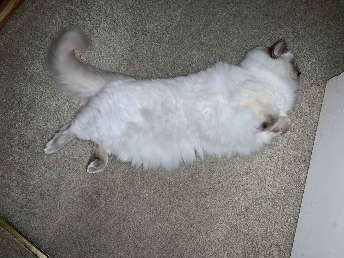 SamRaincock's tweet photo. No problems Lily, I’ll just step over you..... #lilyragdoll #floppycat https://t.co/roCZW1PKjH