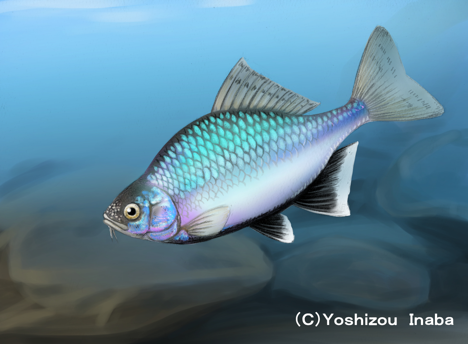 因幡よしぞう 先日tweetしたシロヒレタビラのデッサン画を着色しました O O ノ シロヒレタビラは僕の魚ランキング 日本の淡水魚部門 で第２位にランクインしてる魚なんですよね ちなみに第１位は元々は僕の地元琵琶湖 淀川水系の固有種のハスです