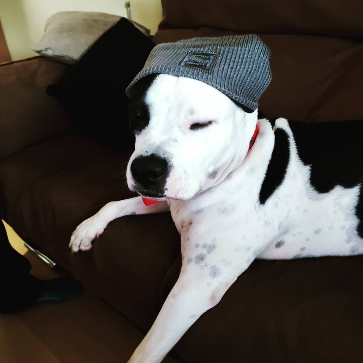 PppSyra's tweet photo. Me hago #mayor y ya voy teniendo #frio Como los #abueletes .
Mis #humanos dicen que soy un #cachorro pero ya tengo 7 añazos.
#felizcumpleaños a mi!!!!!!

#happybirthday #happydog #winter #anniversaire #dog #old #puppy #love #pet #friends https://t.co/UCInXNwJlK