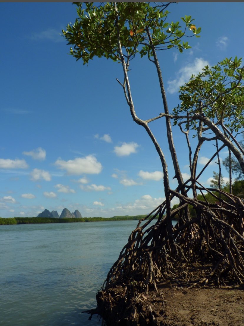 COME JOIN US! 4 year Postdoc in blue carbon fluxes, particularly seagrass and mangroves in Southeast Asia. Deadline 20th Dec, based in Singapore. More info here: careers.nus.edu.sg/NUS/job/Kent-R… PLEASE RT!