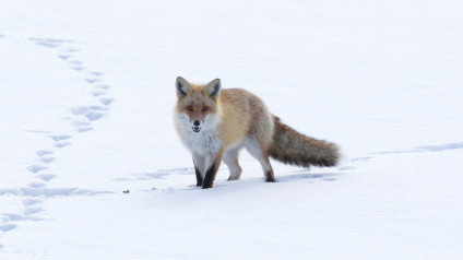 HAwildlife's tweet photo. Almost a month until Christmas! 😁🎄
Here is some great advice on how to have a sustainable and wild-life friendly Christmas.
https://t.co/m1gP9SA3rw
#HAWR #wildlife #protectthewildlife #wildlifeuk #discoverwildlife #wildlifeeducation https://t.co/mKpIbwTQ9D
