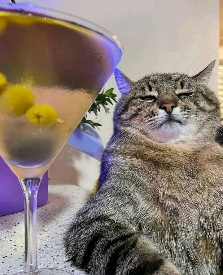 pets_fun_house's tweet photo. https://t.co/pDZLHrxAhO