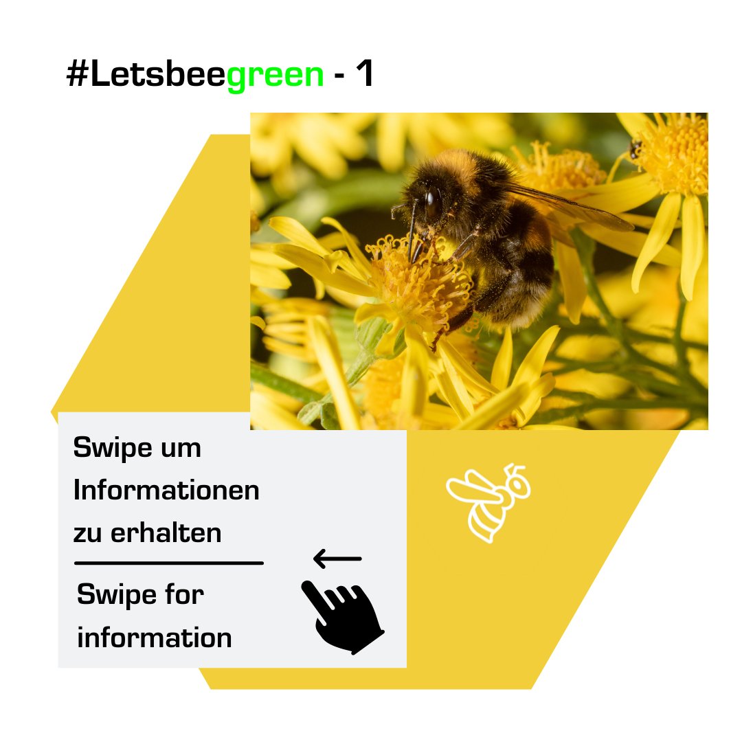 softwarenaut's tweet photo. #Letsbeegreen 🐝 Spendet jetzt für @EsLebeDieBiene und macht die Black Week zur Green Week! 
1/4: Bienengesundheit &amp; Artenvielfalt!

Spendet unter https://t.co/l5rZaFtcbB 

#beyondprofit #ITsocialenterprise #softwarenaut #eslebediebiene #greenweek #blackfriday #blackweek https://t.co/qZeOkHFE7y