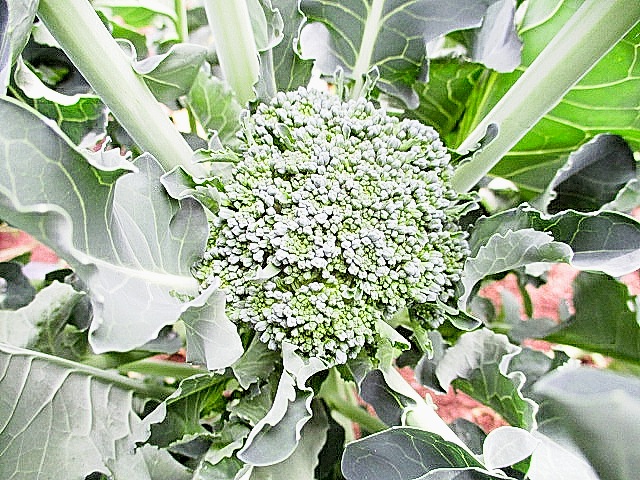 側花蕾 Twitter Search Twitter