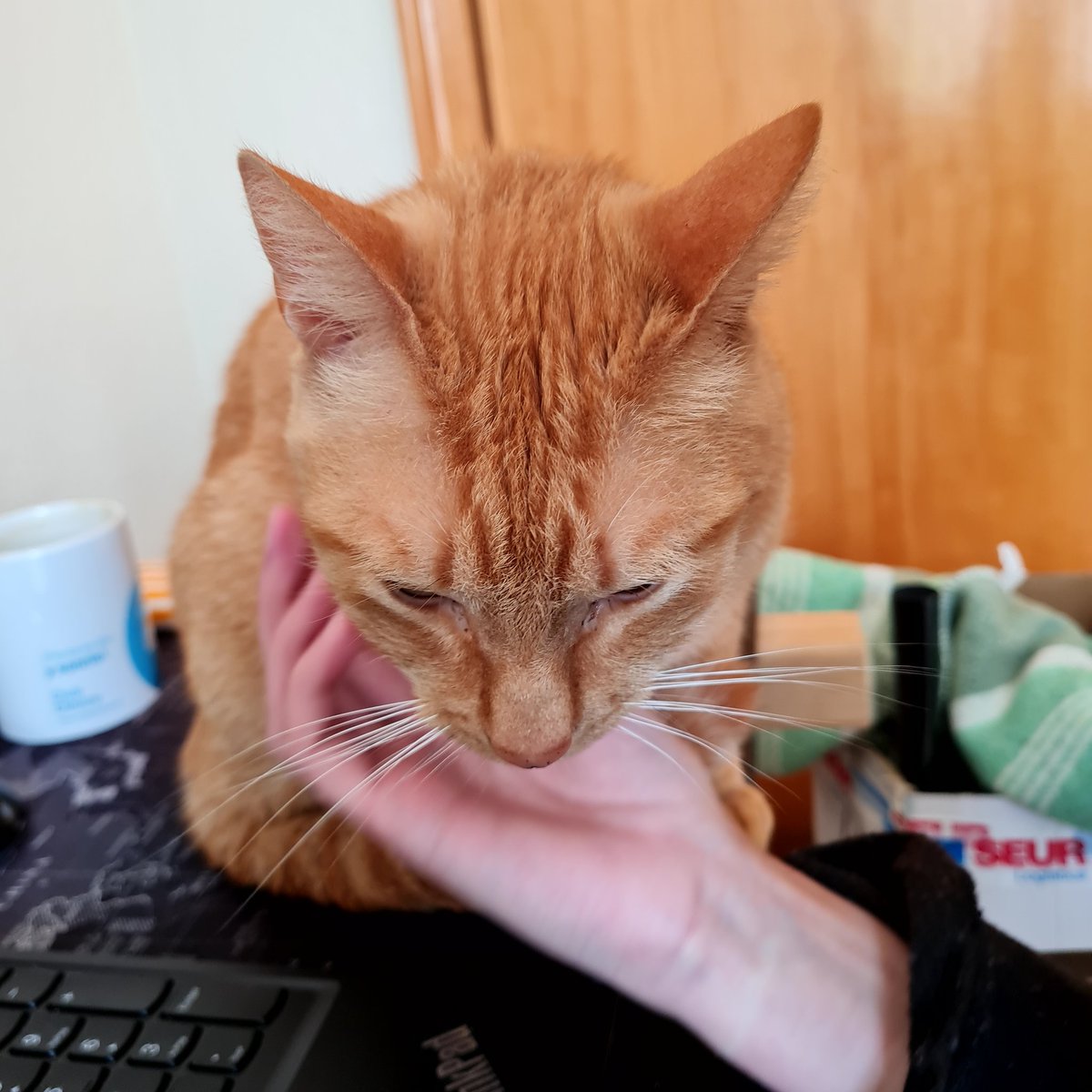 san_rules's tweet photo. Los gatos son muy independientes, no sé que, tal, ...
Fry: https://t.co/ULbvGppSN2