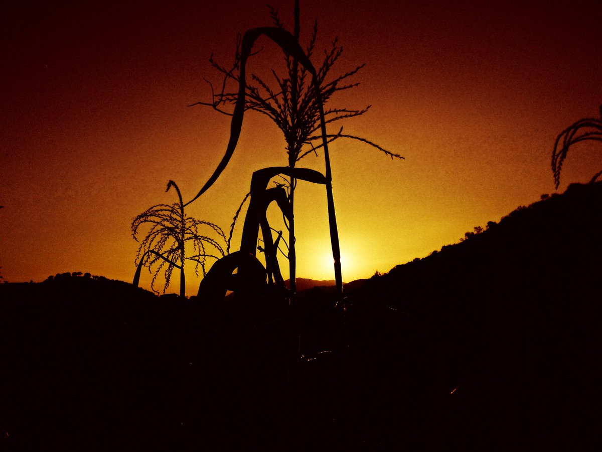 LUISGUS23444569's tweet photo. Bchi xten ra blal

(Bchi=Atardecer; xten=de; ra=los; blal-Hace referencia a las estatuillas prehispánicas)

“Atardecer prehispánico” 
#Usatuvoz
#Zapotecodelvalle
@DizhSa https://t.co/r5WC99QSd2