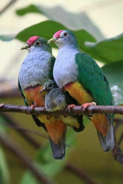 BeautyNature___'s tweet photo. Beautiful.😍
#wildlifephotography #nature #birds https://t.co/HhAt4pY4X5