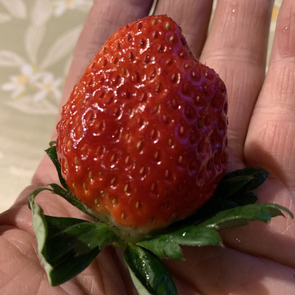 rowyowyow's tweet photo. 【初もの】とちおとめ　
2021.2022年初採り苺。。。

『���ものは東を向いて笑って食べよ❣️』
おばあちゃんがいつも言っていました。

『いただきま〜〜す❣️』
『旨い❣️』。。。

#とちおとめ
#大平町
#尾花さん家の苺
#初もの
#いちご
#苺 https://t.co/ydftgGKlqu