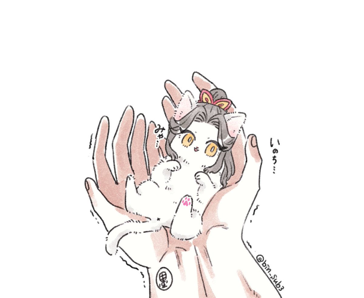 bin_sub3's tweet photo. 手の平サイズしゃす🐈ちゃん https://t.co/AugyWRr17j
