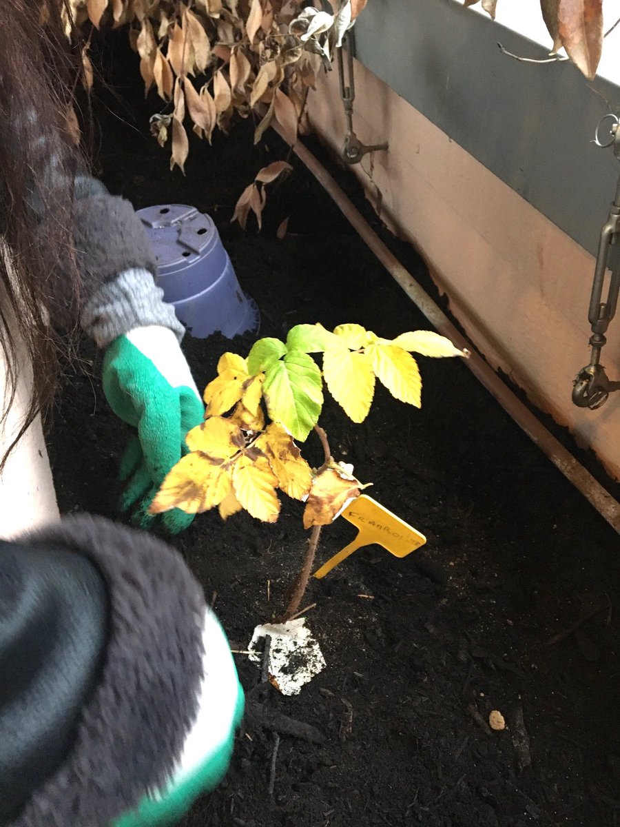 LemonnierParis's tweet photo. Des élèves de #bacprocommerce et de #CAPesthetique engagés dans le projet phare Développement Durable du Lycée. L'association Veni Verdi partenaire de l'établissement les a encadrés pour la plantation de framboisiers. Récolte prévue cet été! #ecologie @Academie_Paris https://t.co/pxRkkf7L6b