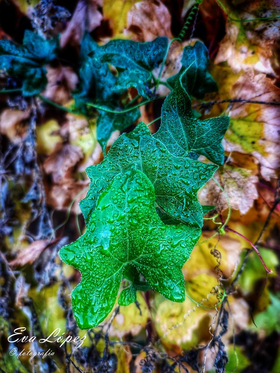 EvaM_Lopez's tweet photo. #LosZumaques
#AlcaláLaReal #Jaén #Andalucía #ruta #sendero #vereda #camino #zumaques #otoño🍁 #Noviembre #paisaje #landscape #campo #senderismo #naturaleza #fotografía #yedra #hiedra https://t.co/ERTYNwrgUp