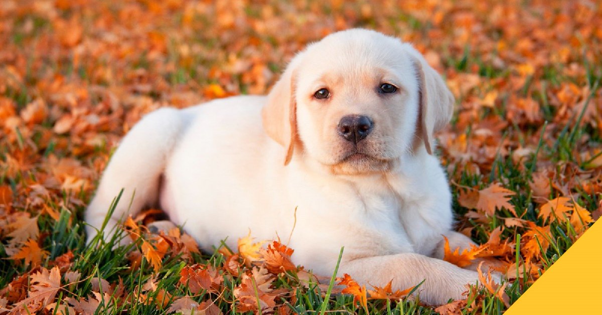 If you had to name your pet after the last thing you ate, what would they be called?

#FunFriday