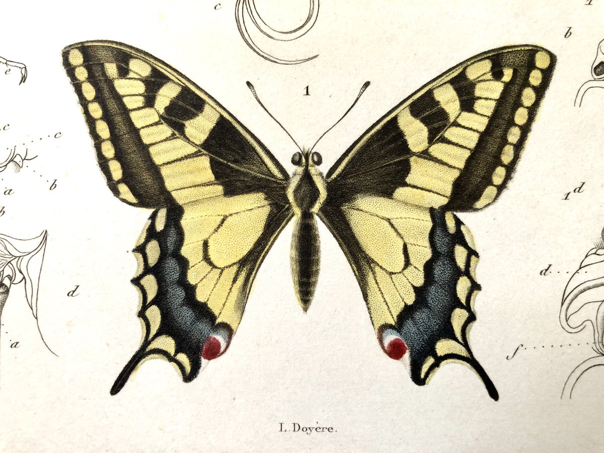 fred_manfrin's tweet photo. Poursuite de l’exploration du «Règne animal» de Georges Cuvier, édition des disciples, 1836-1849. Voici un des deux tomes des insectes, et comme c’est vendredi, je me suis dit que quelques papillons. On reconnait nos machaons et paons du jour au milieu d’espèces exotiques…⤵️ https://t.co/033ecVKiug