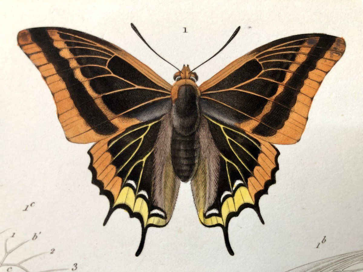 fred_manfrin's tweet photo. Poursuite de l’exploration du «Règne animal» de Georges Cuvier, édition des disciples, 1836-1849. Voici un des deux tomes des insectes, et comme c’est vendredi, je me suis dit que quelques papillons. On reconnait nos machaons et paons du jour au milieu d’espèces exotiques…⤵️ https://t.co/033ecVKiug
