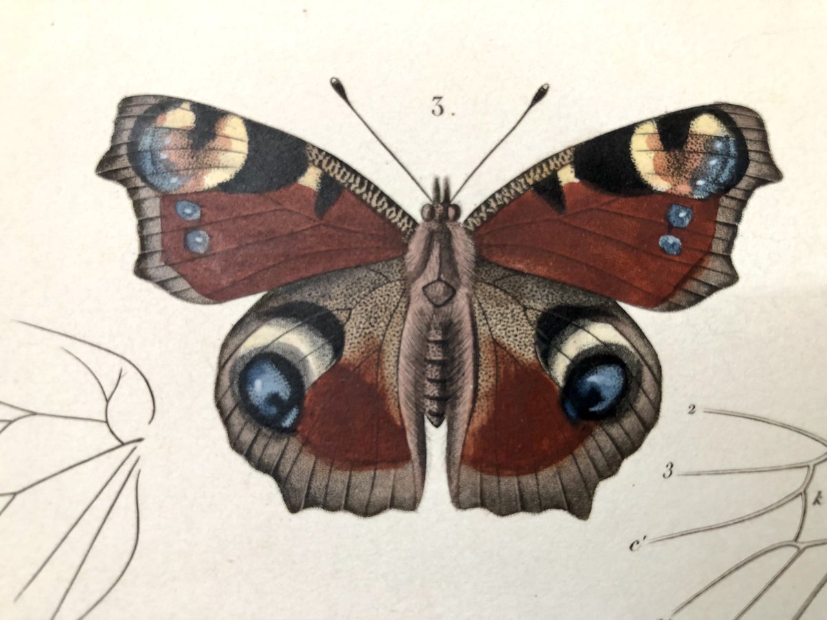 fred_manfrin's tweet photo. Poursuite de l’exploration du «Règne animal» de Georges Cuvier, édition des disciples, 1836-1849. Voici un des deux tomes des insectes, et comme c’est vendredi, je me suis dit que quelques papillons. On reconnait nos machaons et paons du jour au milieu d’espèces exotiques…⤵️ https://t.co/033ecVKiug