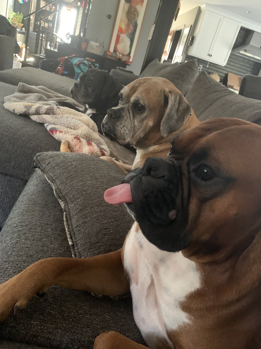 inntothenight's tweet photo. Side view 

#boxerpuppy #boxerdogs #boxerlife 
#boxerlovers #boxersrock #boxersoftwitter #boxerdogsoftwitter #dogsoftwitter https://t.co/FnFcamEho6