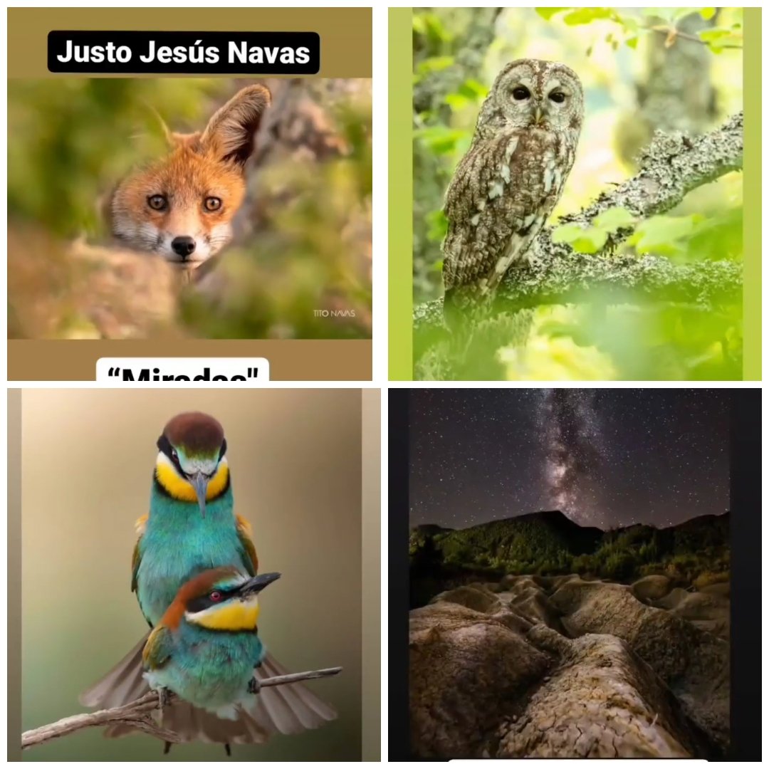 iberozoa's tweet photo. ¡Ya conocemos los 10 finalistas del III Microconcurso! 🥳 El domingo 21 a las 19:00 revelaremos las fotografías ganadoras en un directo en instagram: @iberozoa https://t.co/wv2lPZeJmh
👆 Nuestra idea es hacer concursos interactivos, ¡estamos encantados de contar con vosotros! 😆 https://t.co/sT3JG6hHKi