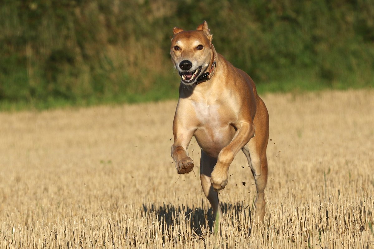 Endgreycruelty's tweet photo. Running into the weekend instead of running on a race track. What a feeling! #FridayFeeling #weekend #relaxation 

🔗https://t.co/z1fpXrq23U https://t.co/KW9JZYf8NQ
