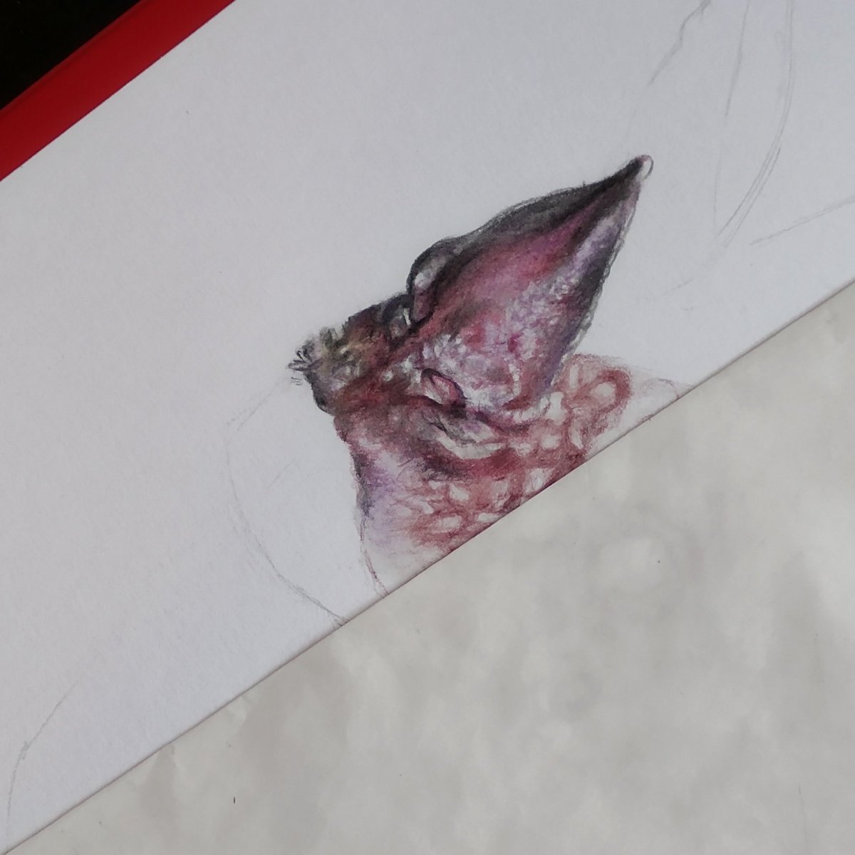 LittleLeapers_'s tweet photo. Is the plural of noseleaf noseleaves? https://t.co/mufcTdnRha
