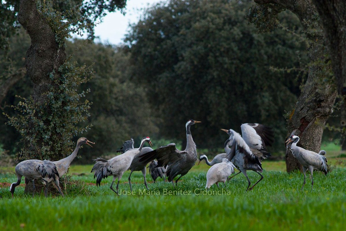 Las dehesas cercanas al embalse de Canchales acogen a varios miles de grullas todos los inviernos. Utilizan las colas del embalse como dormidero y buscan alimento durante el día en las siembras y encinares cercanos. Es un lugar excepcional para observarlas muy cerca de Mérida.
