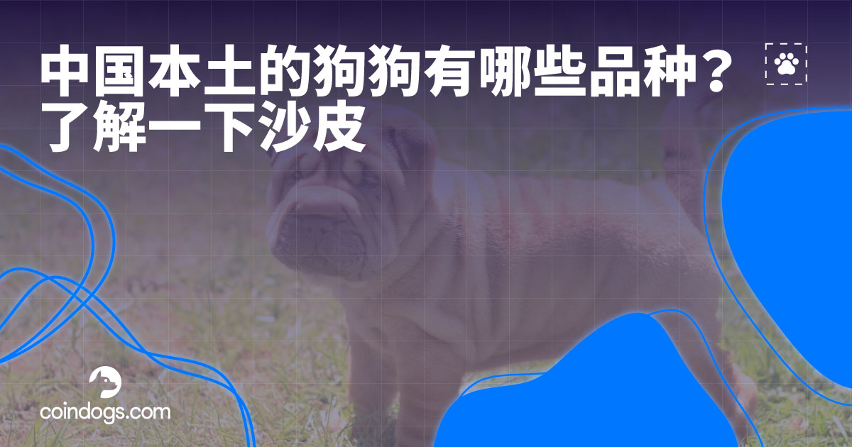 CoinDogs1's tweet image. 沙皮狗是一种宠物狗，最大特点是皮有深深的褶皱。
短而粗糙的被毛，松弛的皮肤覆盖着头部和身躯，小耳朵，"河马式"的口吻，位置很高的尾巴，给予沙皮犬独一无二的特殊外貌。
沙皮犬有很强的独立性，且彬彬有礼，比较喜爱与人类亲近，给人类带来无尽的欢乐。
#cryptogameplay #coindogs #dog🐕🐕