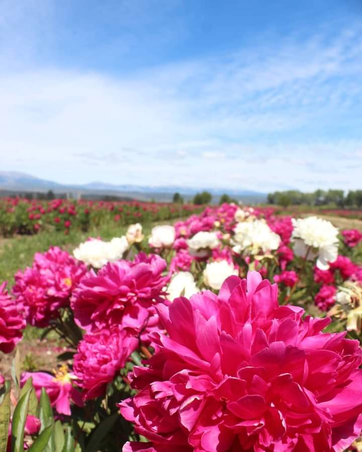 MaruOrtizTw's tweet photo. 🥰 #Trevelin vuelve a llenarse de color con las las #Peonías 🏵
🤲🏻 Dentro del Campo Agroforestal INTA de #AldeaEscolar
📌 Visitá el cultivo del 4 al 11/12, de 10 a 18hs.
👉 Ingreso $400
📍#Chubut - #PatagoniaArgentina
🔍 https://t.co/W6fHTawKB7 https://t.co/XNxdwGPLY0