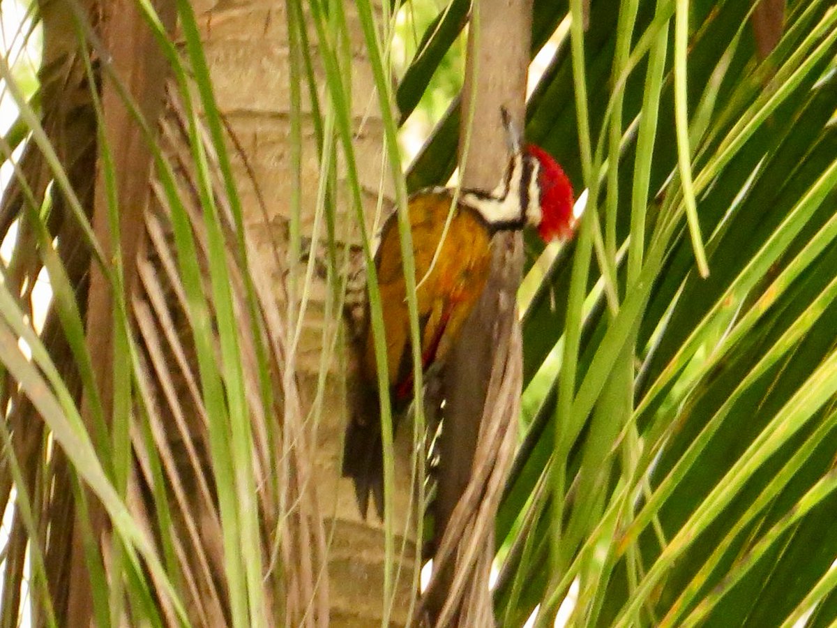 koolshark2's tweet photo. Nothing can obscure the brilliant beauty of the #commonflameback, the most often seen #woodpecker #birdsinSingapore (ok ok I couldn’t get a totally clear shot but am excited to share this #lifer) https://t.co/ssGD2HU8Ga