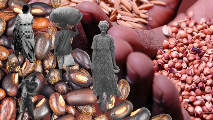 FoodSovereigntyGhana tweet media