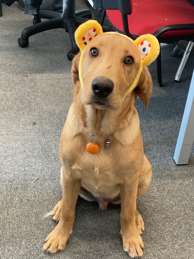 CAN_Academy's tweet photo. One of our trainee Assisted Learning dogs, experiences his first @BBCCiN #dressdownfriday at CAN. Freddie chose to dress up! Great pose Freddie!
#puppylove
#TraineeAssistedLearningCanines
#ChildreninNeed
#fundraising
#support
#Together_we_CAN
#CanCanines https://t.co/JB0QpJBdzQ