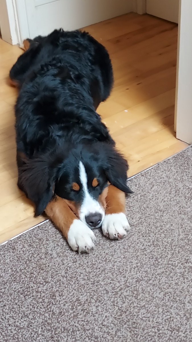 ButtonBernese's tweet image. The boss is working from home a little longer #bernesemountaindog #bernese #puppy #puppylife
