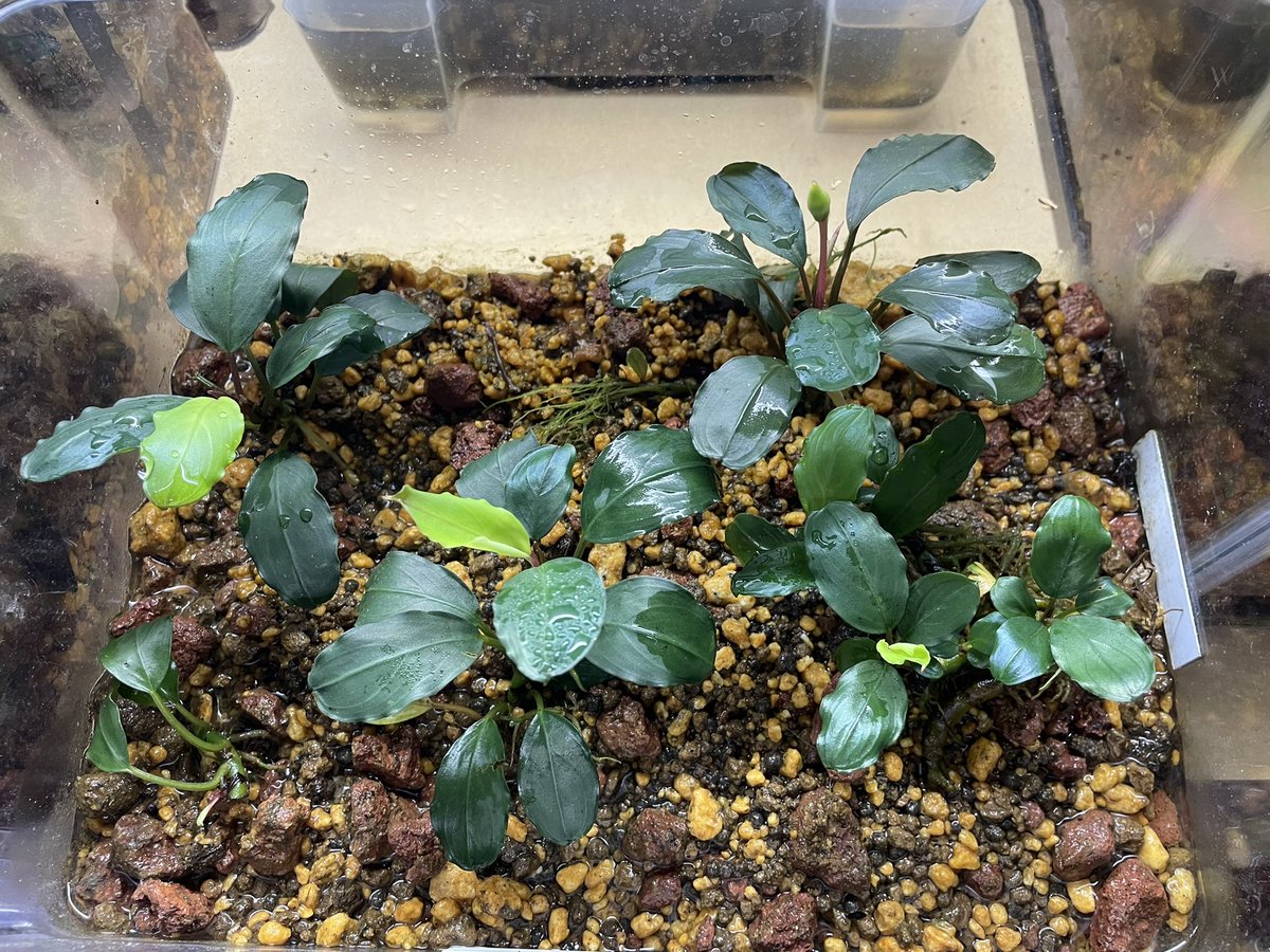 ituki213's tweet photo. (－３－)にょほほ
#アクアリウム #ブセファランドラ #Bucephalandra https://t.co/zonNcq6LcD