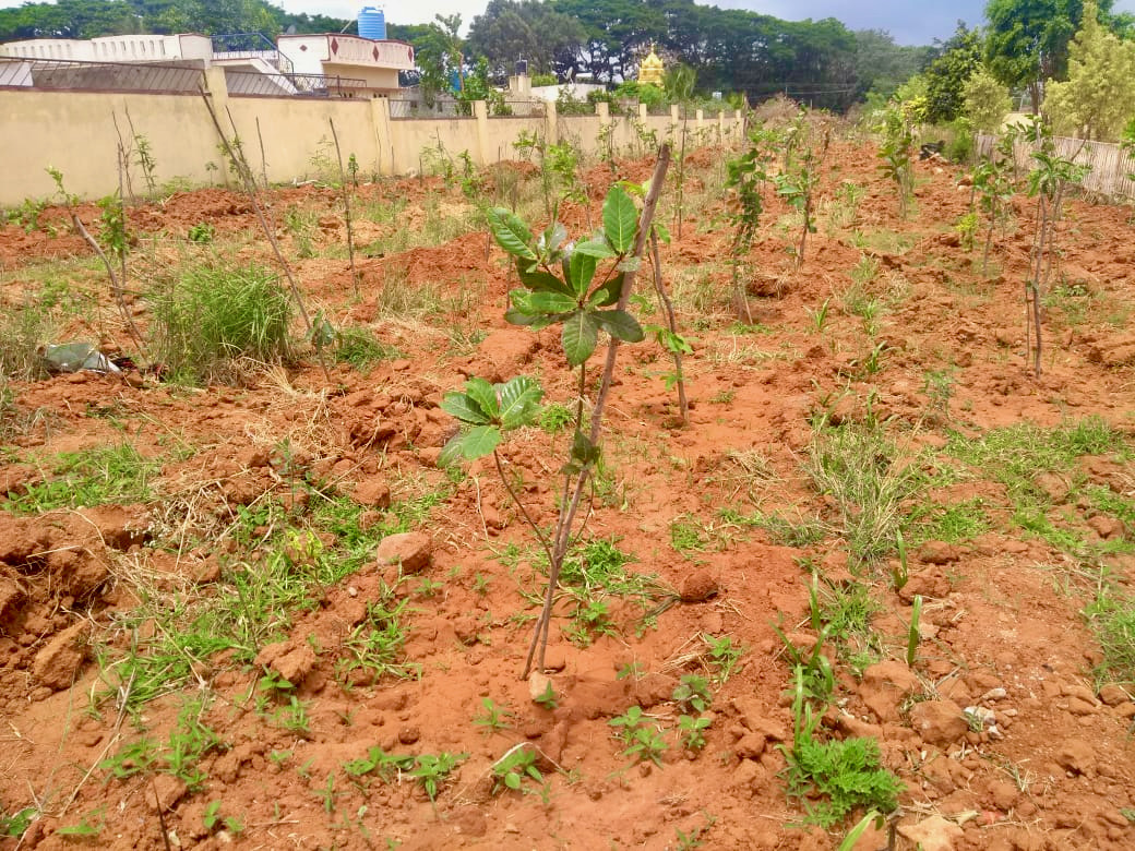 Greenyatra's tweet photo. #FellowUp : Before and After
Saplings planted in 2018
Location : #Bengaluru
Project was supported by @Adobe
#TreePlantation #GreenYatra #TreePlantationInBangalore #Adobe #AdobeIndia https://t.co/ykfzXYTUWk