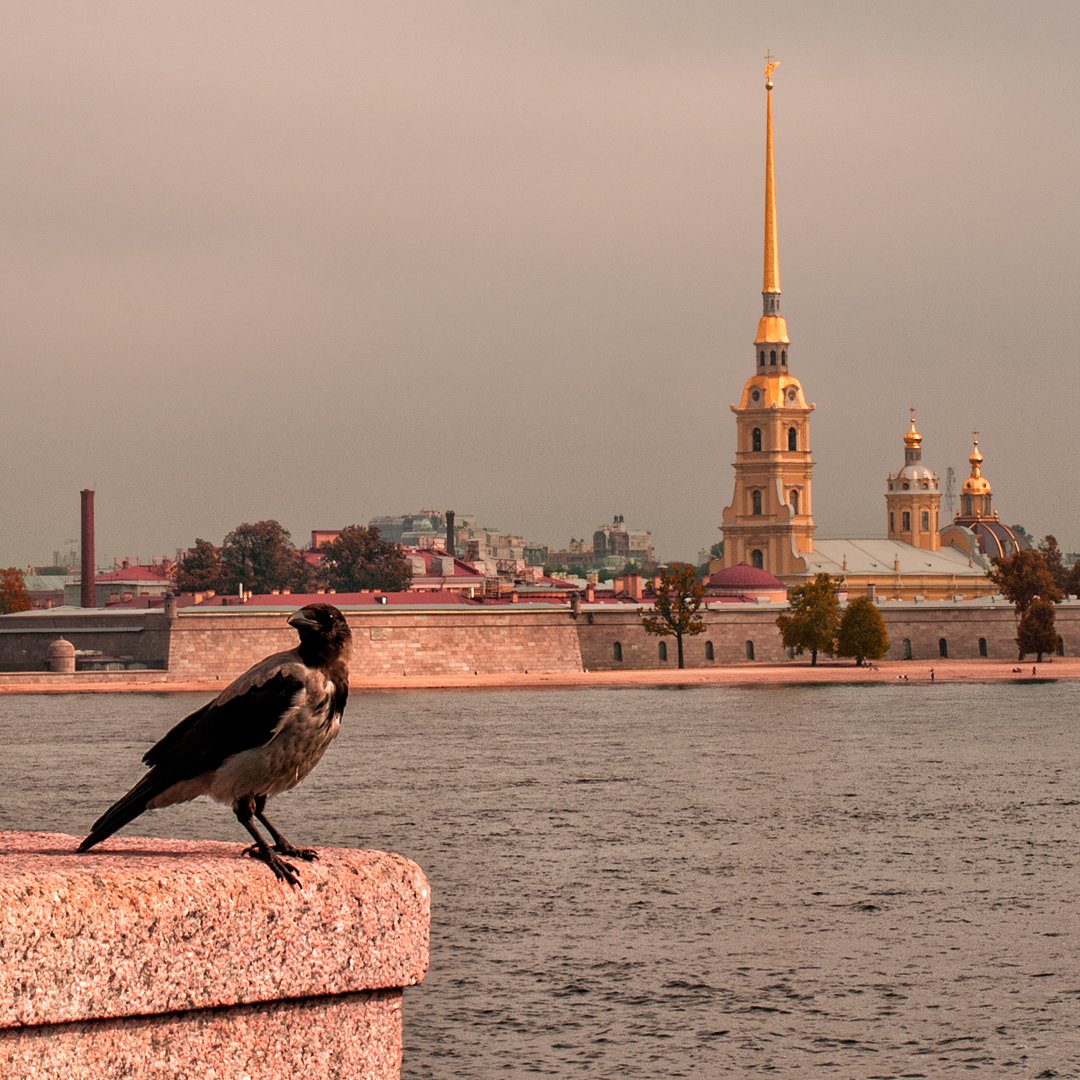 PrivetPeterburg's tweet photo. Фотосессию городских достопримечательностей Северной столицы внезапно прервала любопытная ворона. Она уселась на гранитный камень Стрелки Васильевского острова и принялась деловито позировать на фоне Петропавловской крепости.
https://t.co/cngnkxwB0y
#saintpetersburg #питер #спб https://t.co/cwS7NPFVQB