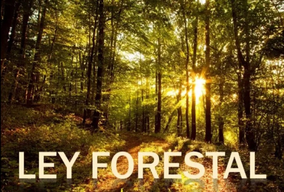 En la Comisión de Ganadería, Agricultura y Pesca del Senado, Amigos de la Tierra, la Asoc.Rural de Tacuarembó, el Prof.Pablo Díaz y la Com.Rivera por la vida sustentable y el agua expusieron razones para aprobar el proyecto y regular adecuadamente la plantación masiva de árboles.