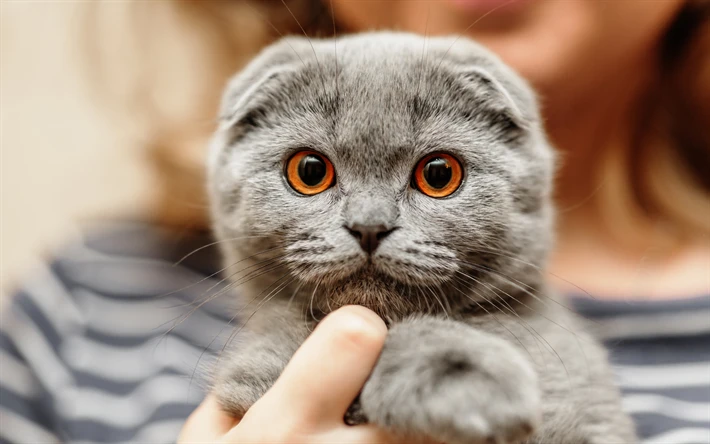 ChristineKidd1's tweet photo. If you see a "Go Fund Me" with my name and a floppy-eared cat, my 2nd period is to blame. If I get said cat, don't tell my husband where it came from ;)
#FunClass #FloppyEaredCats #Ekk #NowYouWantOne https://t.co/ydUNbHBNtm