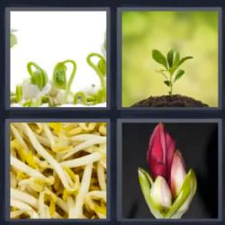 4 Fotos 1 Palabra Pro on Twitter: 