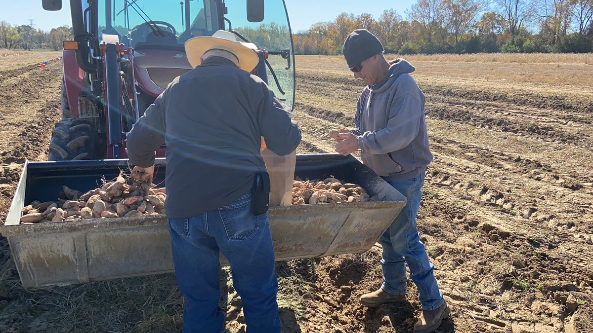 Digging sweet potato plots on this beautiful day!