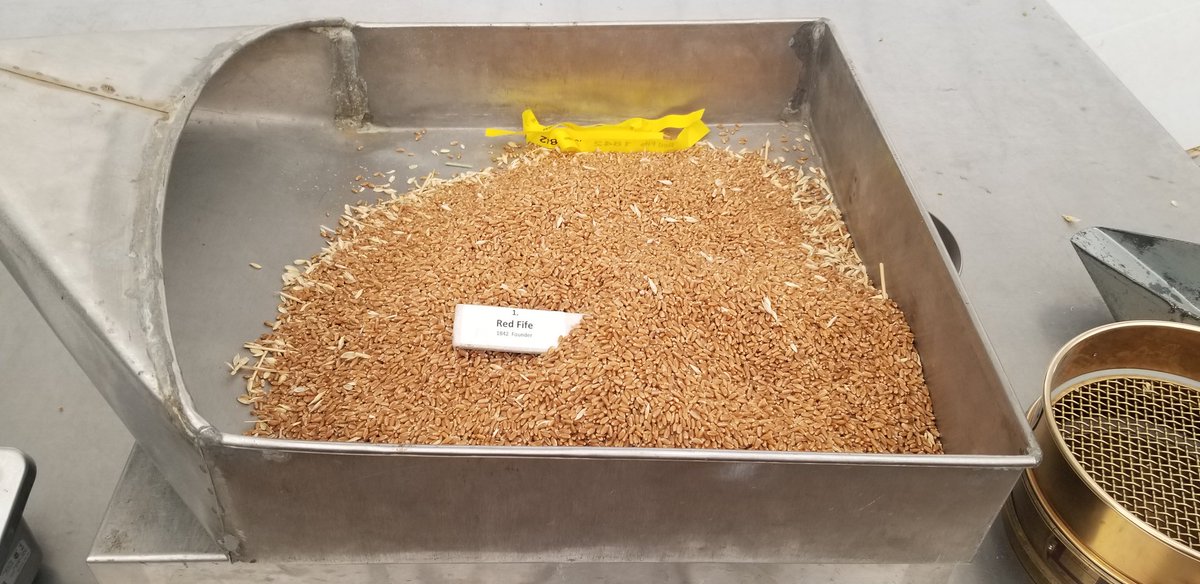Sask_Agroforest's tweet photo. @JimGreenHail @kowalchukfarms1 #redfife 1842 https://t.co/JoPk5Mw4x7