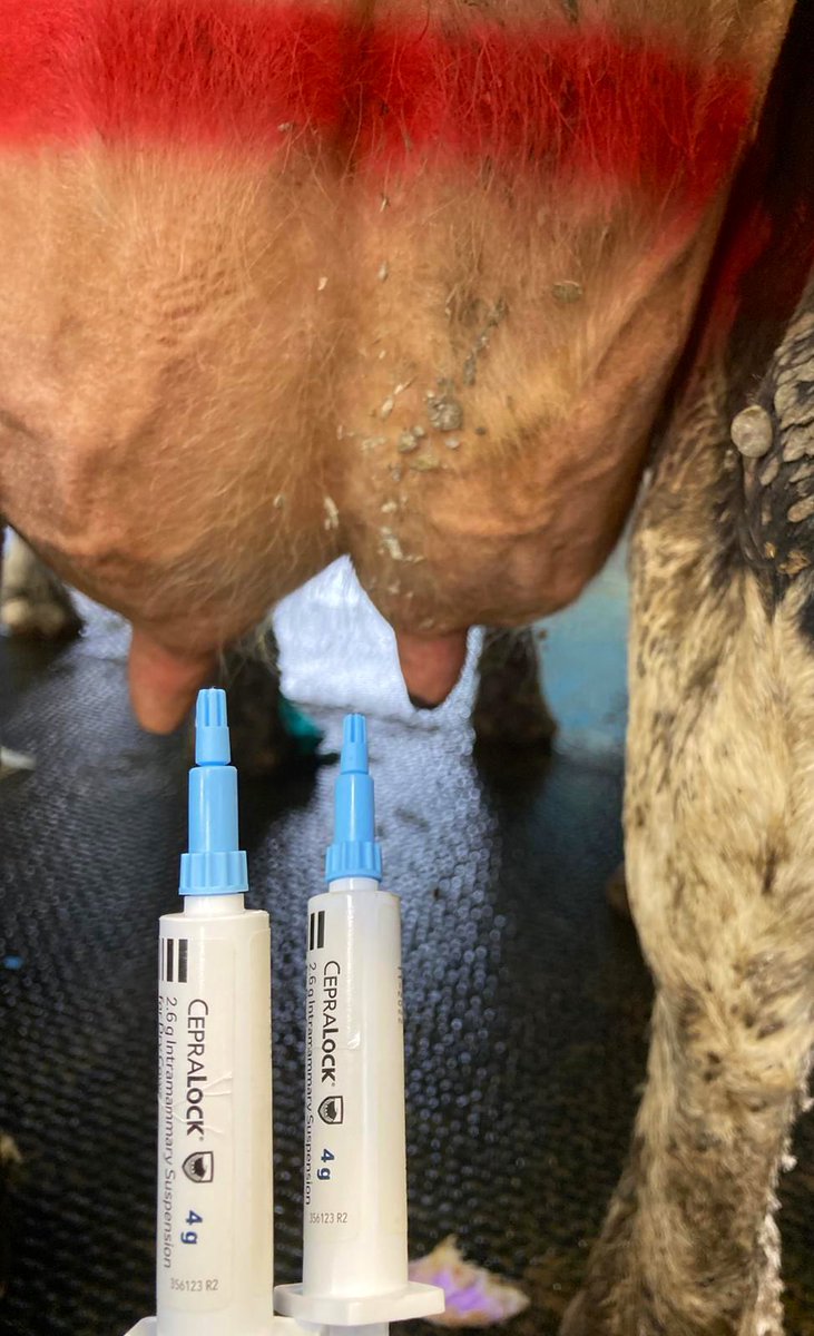 msd_ah's tweet photo. Some girls off on their holidays today π
See you again in spring 2022! ππ
#Cepralock #SDCT #dairyfarming https://t.co/aDGCY2K9pl