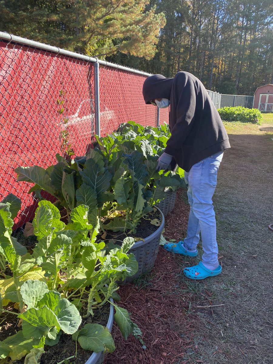 Veronic00304139's tweet photo. Agriculture Students harvesting collard leaves from the CHS Community Garden! ⁦@TravesHyman⁩ ⁦@creekside_cti⁩ https://t.co/xhmBpRB1B2