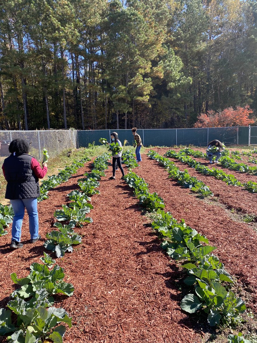 Veronic00304139's tweet photo. Agriculture Students harvesting collard leaves from the CHS Community Garden! ⁦@TravesHyman⁩ ⁦@creekside_cti⁩ https://t.co/xhmBpRB1B2