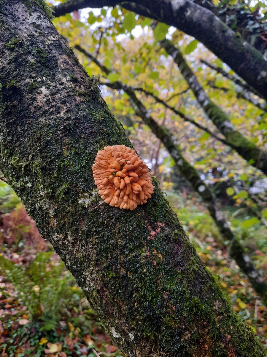 Billy Fullwood tweet media