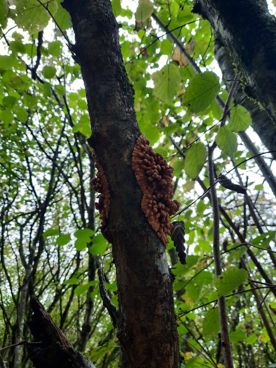 Billy Fullwood tweet media