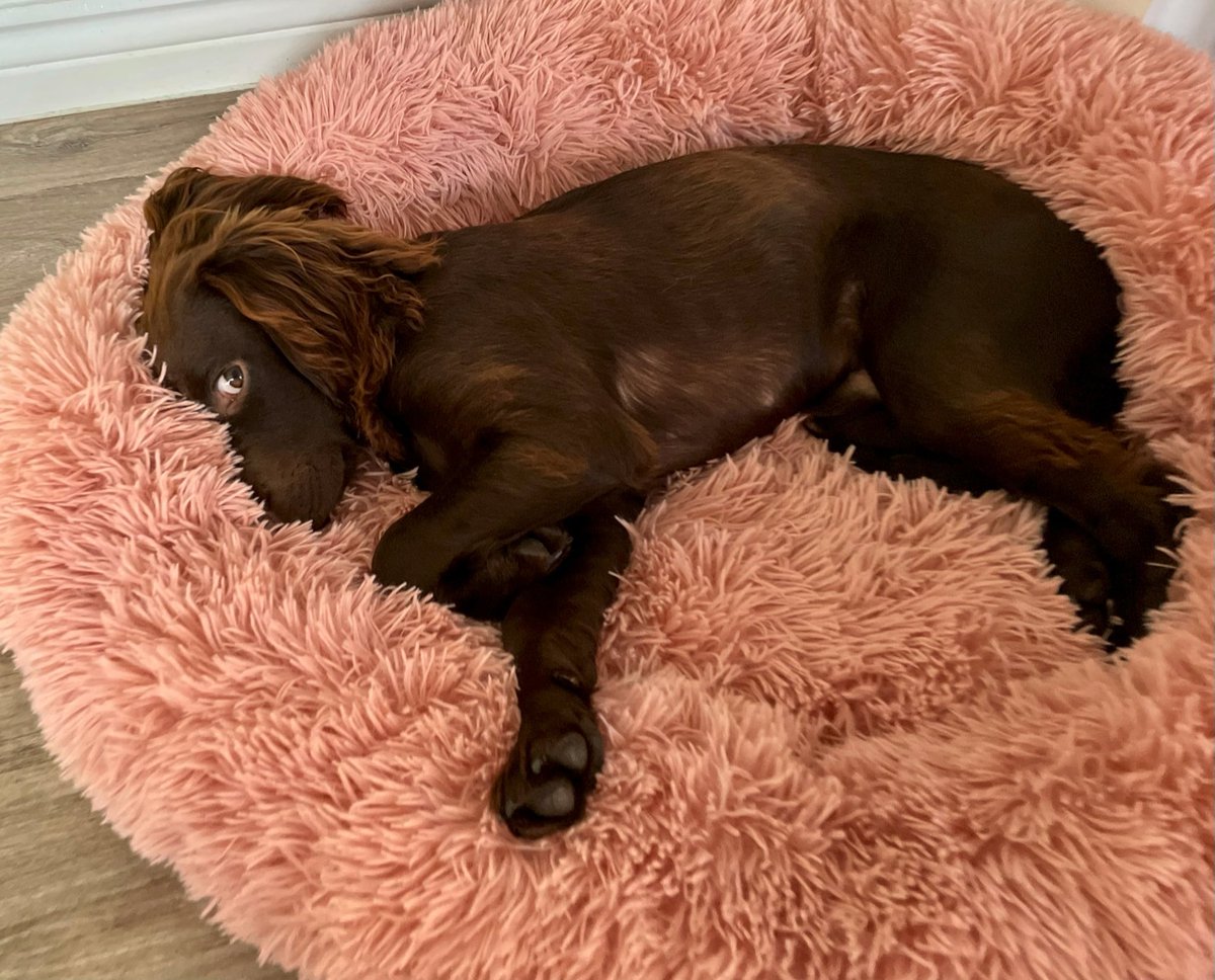 Normanspaniel's tweet photo. Itโs #sideEyeFriday and that means I donโt want to get out of bed for anything. If you need me, Iโll be right here ๐ #dogs #dogsoftwitter https://t.co/Op1BaeTPYZ